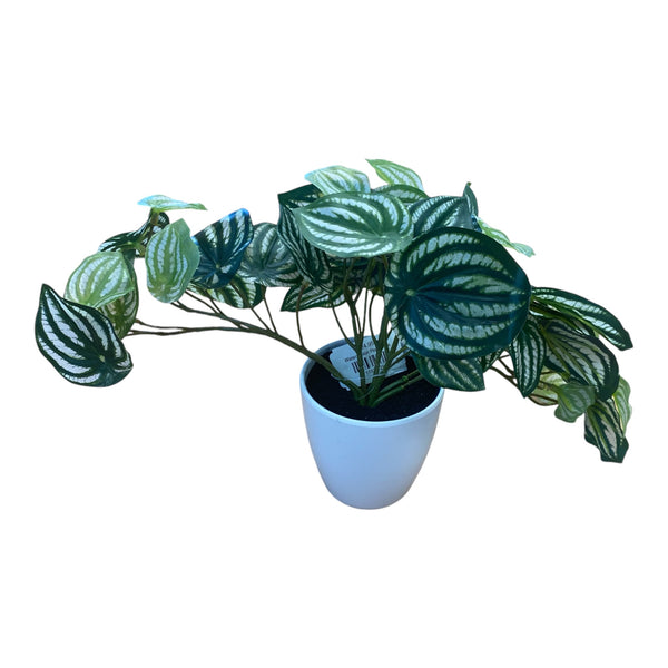 Watermelon Peperomia