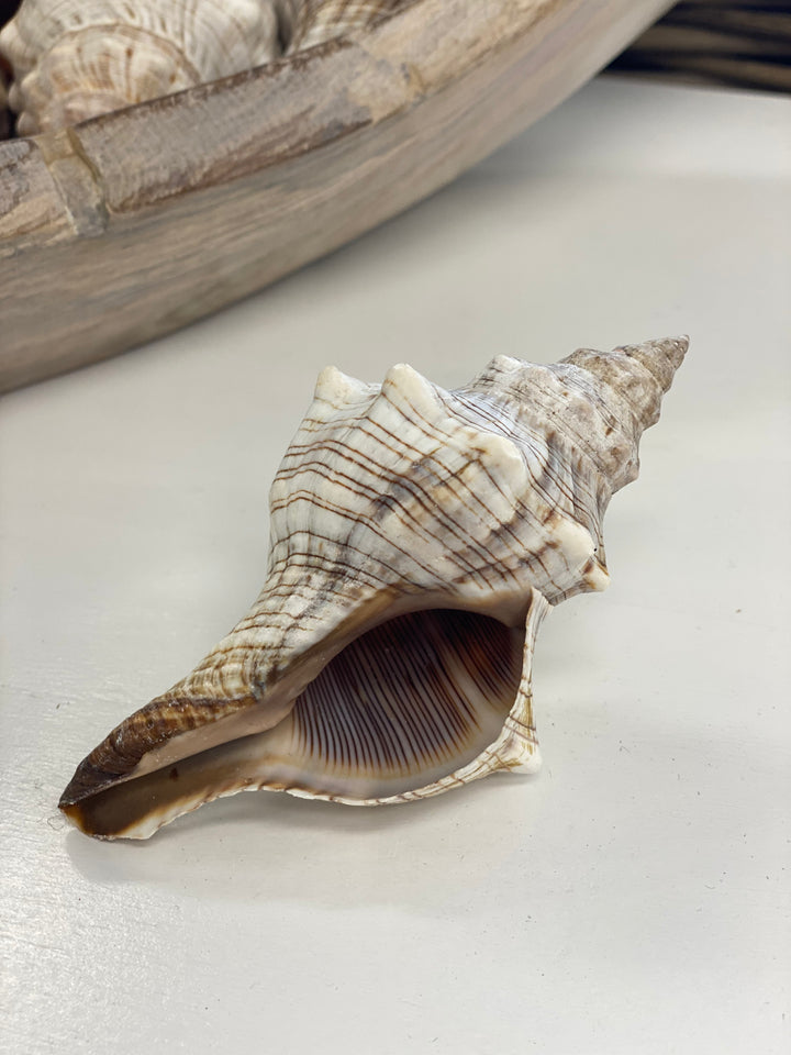 Large seashell on a light gray surface