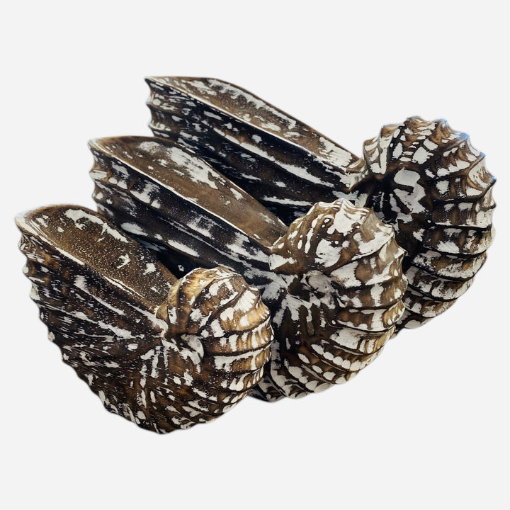 Deep toned timber with a distressed white wash overlay, perfect for a subtle coastal styled decor piece