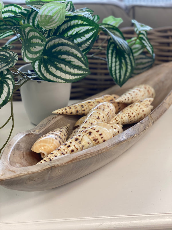 Decorative bowl with shell-like objects on a surface, with plants in the background.