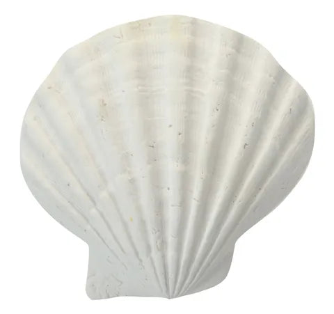 Fan Sea Shell