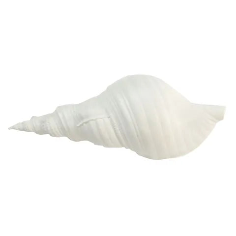 Sea Snail Shell Large