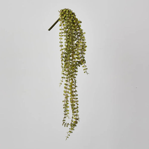 Hanging Button Fern Vine