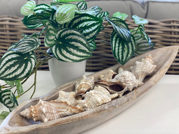 Decorative arrangement with seashells in a wooden boat, potted plant in the background