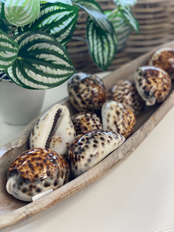 Tiger cowrie shell collection in a wooden tray with a plant in the background
