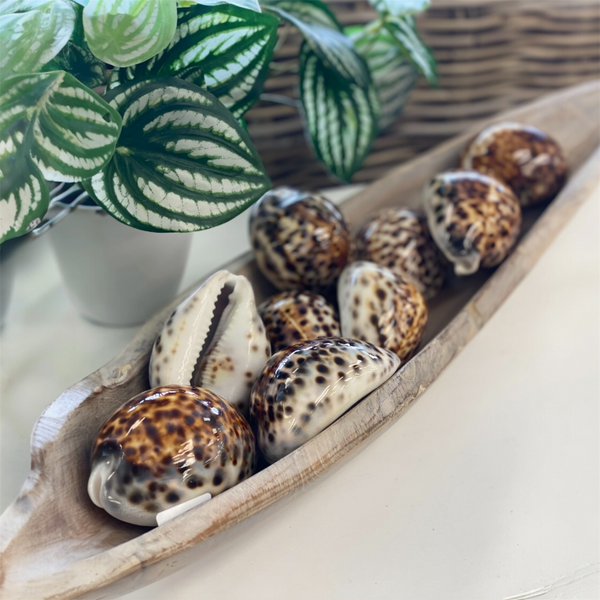 Tiger cowie shell collectionin a wooden tray with a plant in the background