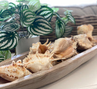 Seashells in a wooden bowl with plants in the background
