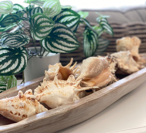 Seashells in a wooden bowl with plants in the background
