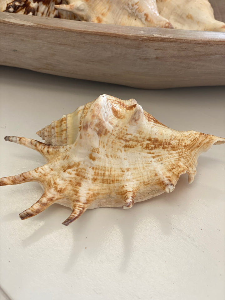 Close-up of a large shell on a light background