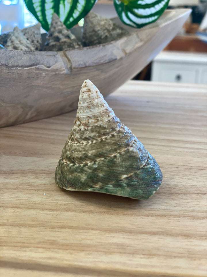 Spiral shell on a wooden surface with a blurred background