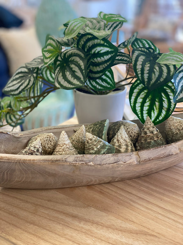 Decorative bowl with green plant and natural spiral shells a wooden surface
