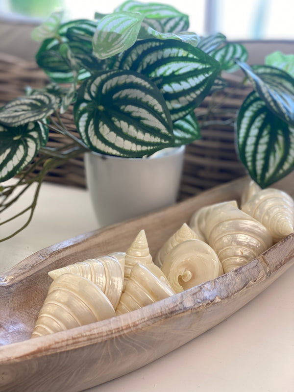 Wooden bowl with shell-shaped objects on a light surface, with a plant in the background.