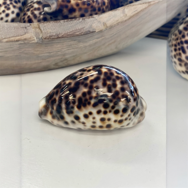 Used in decor display natural tiger cowrie shell