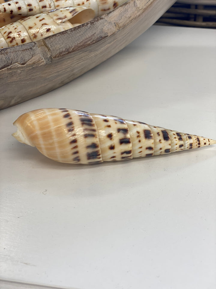Marlin spike cone shell on a white surface