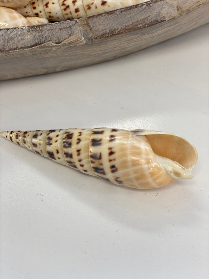 Conacol Shell Pattern Marlin Spike Shell – Coastal Drift Home