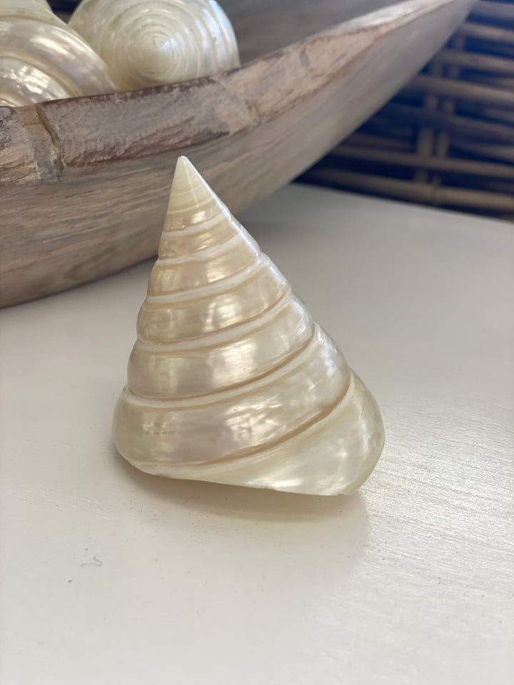 Shell sculpture on a white surface with blurred background