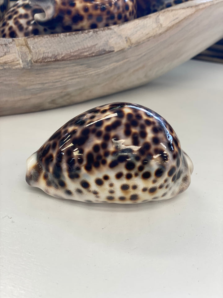 Spotted shell on a light gray surface with a blurred background