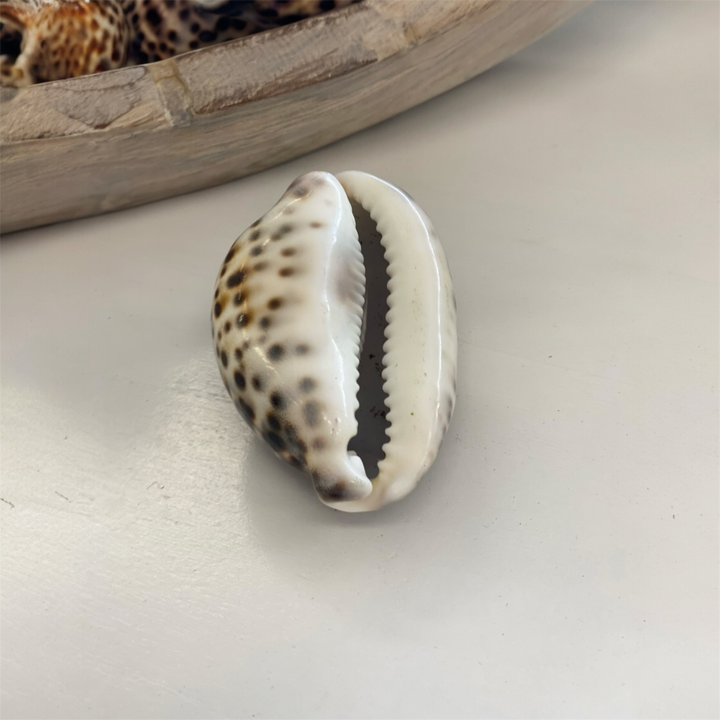 Beautiful natural tiger cowrie shell