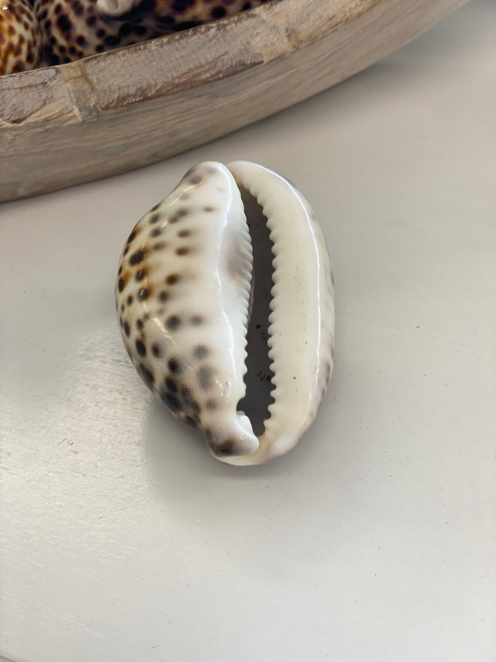 Shell with black spots on a light gray surface